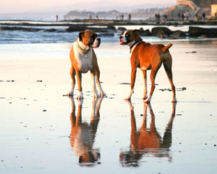 DOG PUPPY BEACH