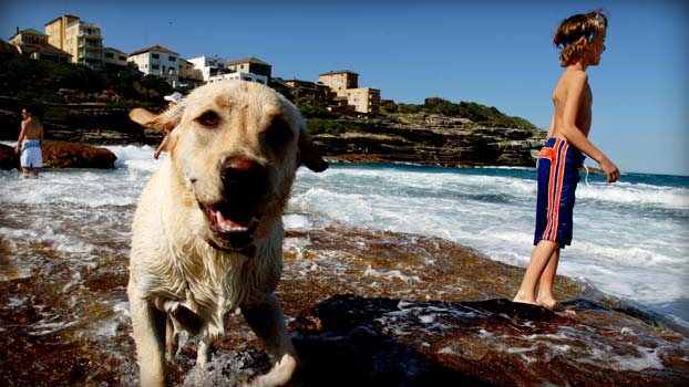 dog seashore beach