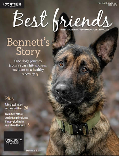 Best Dog Magazines List & Description