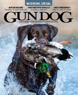 Best Dog Magazines List & Description