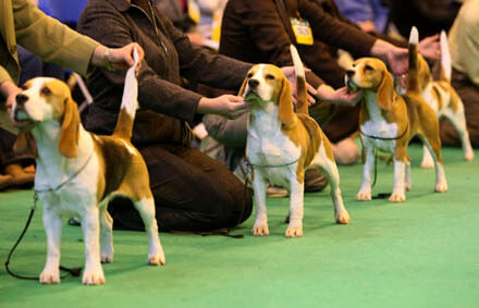 DOG SPORTS LIST - CONFORMATION