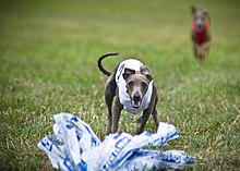 DOG SPORTS LIST - LURE COURSING
