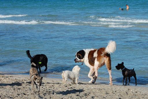 DOG BEACH