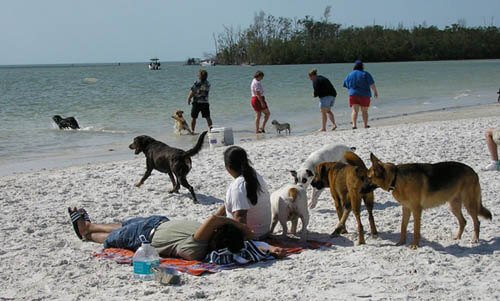 DOG BEACH