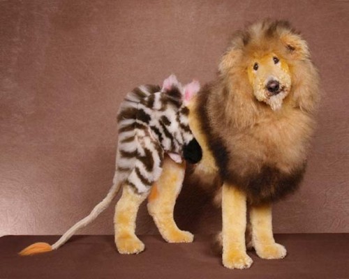 DOG and PUPPY haircut