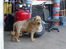 DOG and PUPPY HAIRCUT