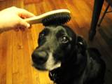 DOG and PUPPY haircut