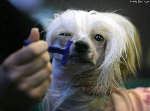 DOG and PUPPY haircut