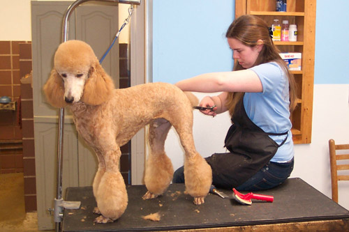 DOG and PUPPY haircut