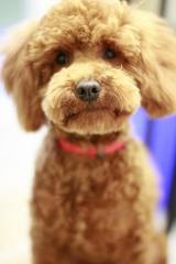 DOG and PUPPY haircut