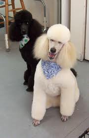 DOG and PUPPY haircut