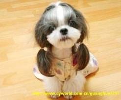 DOG and PUPPY haircut