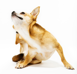 DOG SKIN, SHAR PEI SKIN, PUPPY SKIN, CANINE SKIN