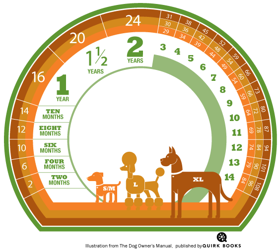 Dog Age Calculator