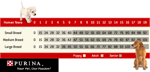 Large dog best sale years
