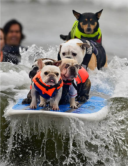 Teach Your Dog and Puppy to Swim!