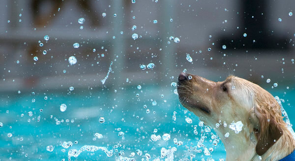 Buy best dog pools & accessory online