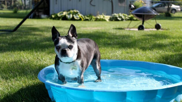 Dog Pools, Underwater Dogs and Puppies