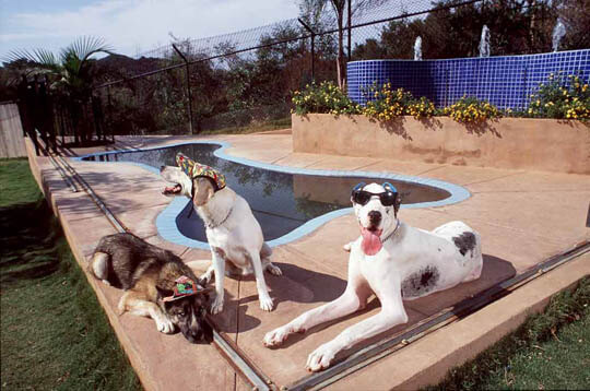 Dog Pools, Underwater Dogs and Puppies