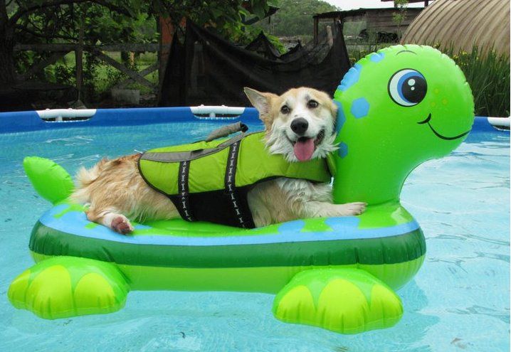 Teach Your Dog and Puppy to Swim!