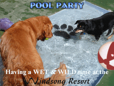 dog pools