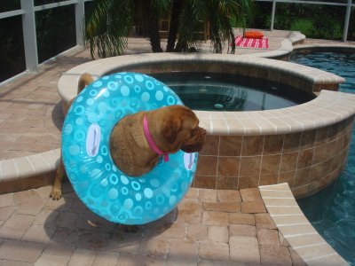Dog Pool Puppy Toys