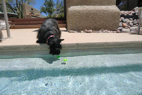 Dog and Puppy in Pools
