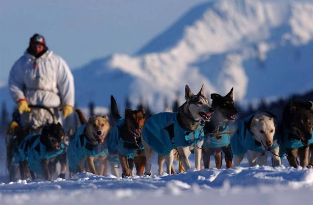 Sledding Dog Race, Sled Dogs, Husky, Malamut, Siberian, Alaskian