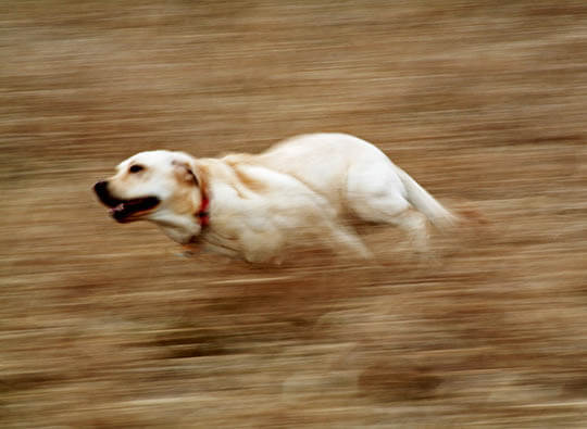 Dog Race, Fastest Dog Breeds, Speed of Dogs