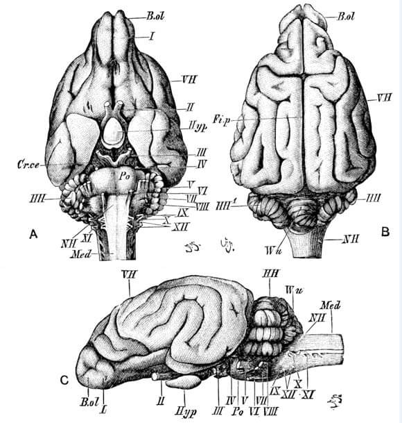 DOG BRAIN