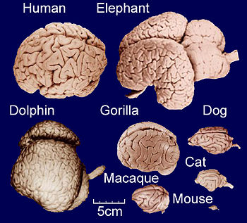 dog brain