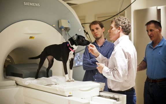 Callie wears ear protection as she prepares to enter the scanner. The research team includes, from left, Andrew Brooks, Gregory Berns and Mark Spivak. Credit: Bryan Meltz, Emory University