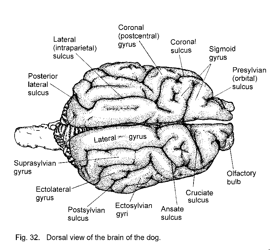 DOG BRAIN