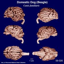 DOG BRAIN vs HUMAN BRAIN COMPARISON