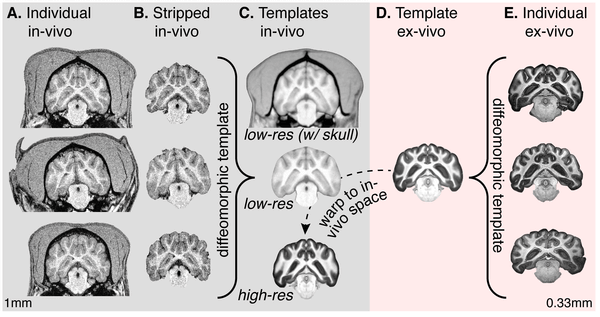 DOG'S BRAIN