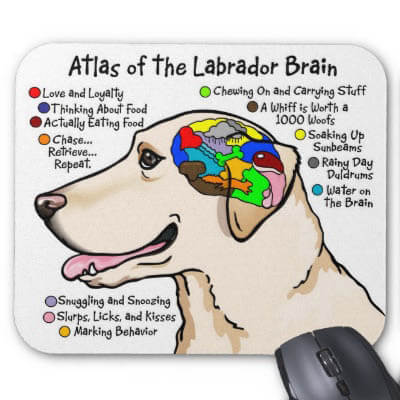 dog brain