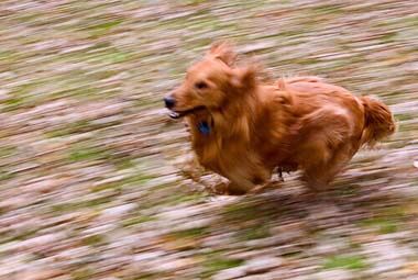 Dog Race, Fastest Dog Breeds, Speed of Dogs