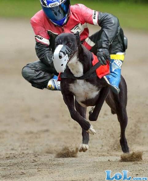 Dog Race, Fastest Dog Breeds, Speed of Dogs