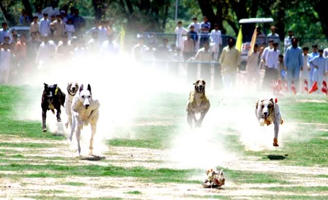 Raise your dog's speed, Train your dog to run fast