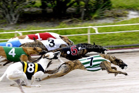 Dog Race, Fastest Dog Breeds, Speed of Dogs