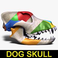 DOG HEAD ANATOMY - SCULL