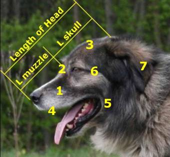 Dog Head Structure