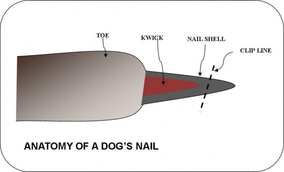 Dog Nails, Claws, Trimming and Clipping