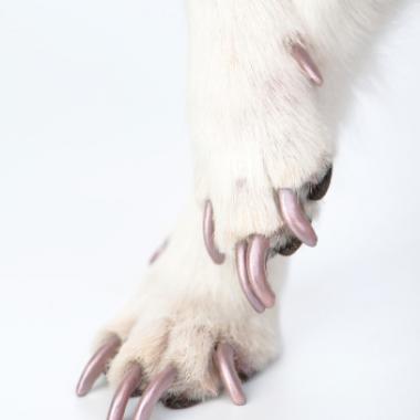 Dog Nail Trimmer, Clipper, Polish