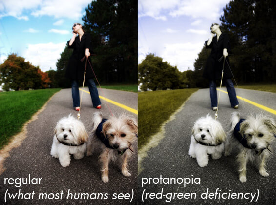 DOG & HUMAN VISION and EYES