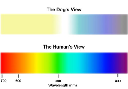 DOG VISION and EYES