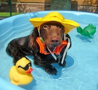 dog pools