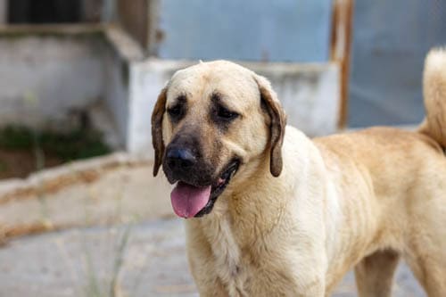 Healthiest Dog Breeds