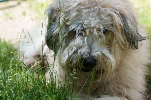 Smartest Dog Breeds, Most intelligent canines