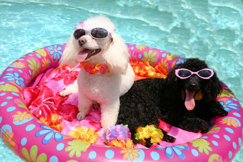 Dog Pools, Dogs and Pools, Dog Pool Rules